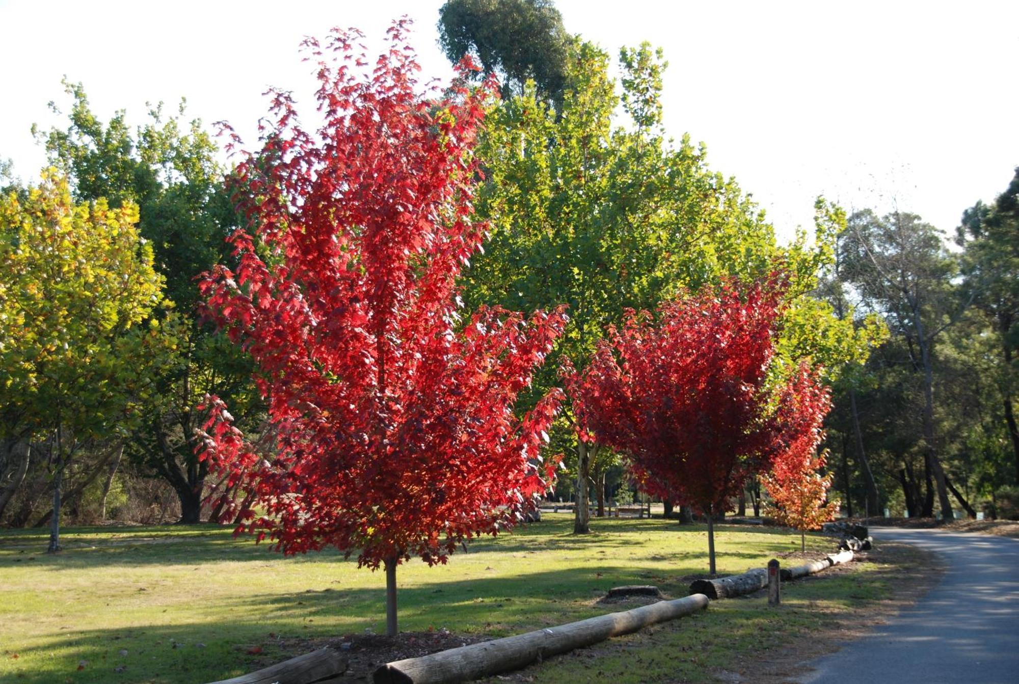Beechworth Lake Sambell Caravan Park Екстериор снимка